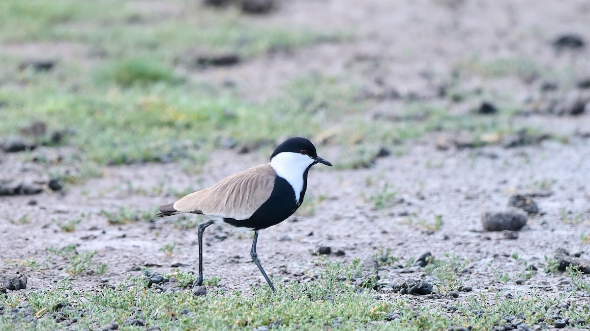 Spur-winged Lapwing - ML619575191