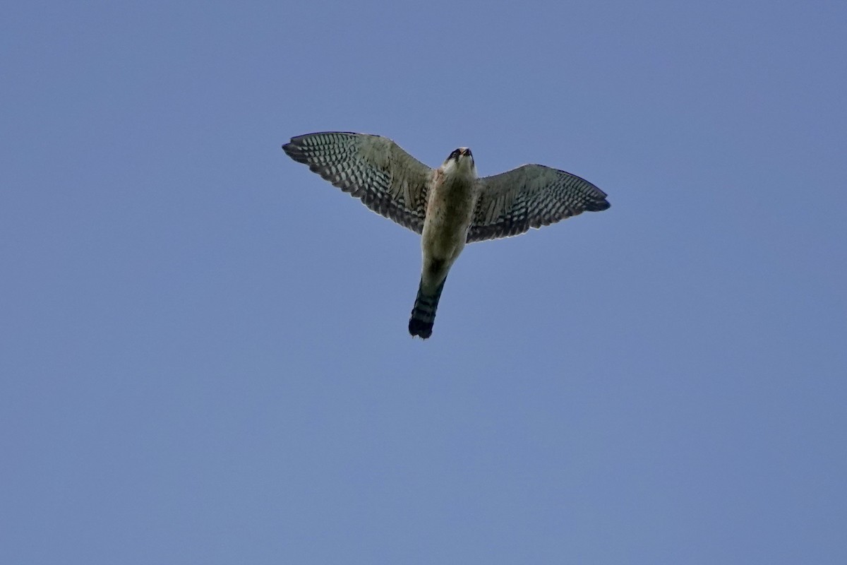 Red-footed Falcon - ML619575193