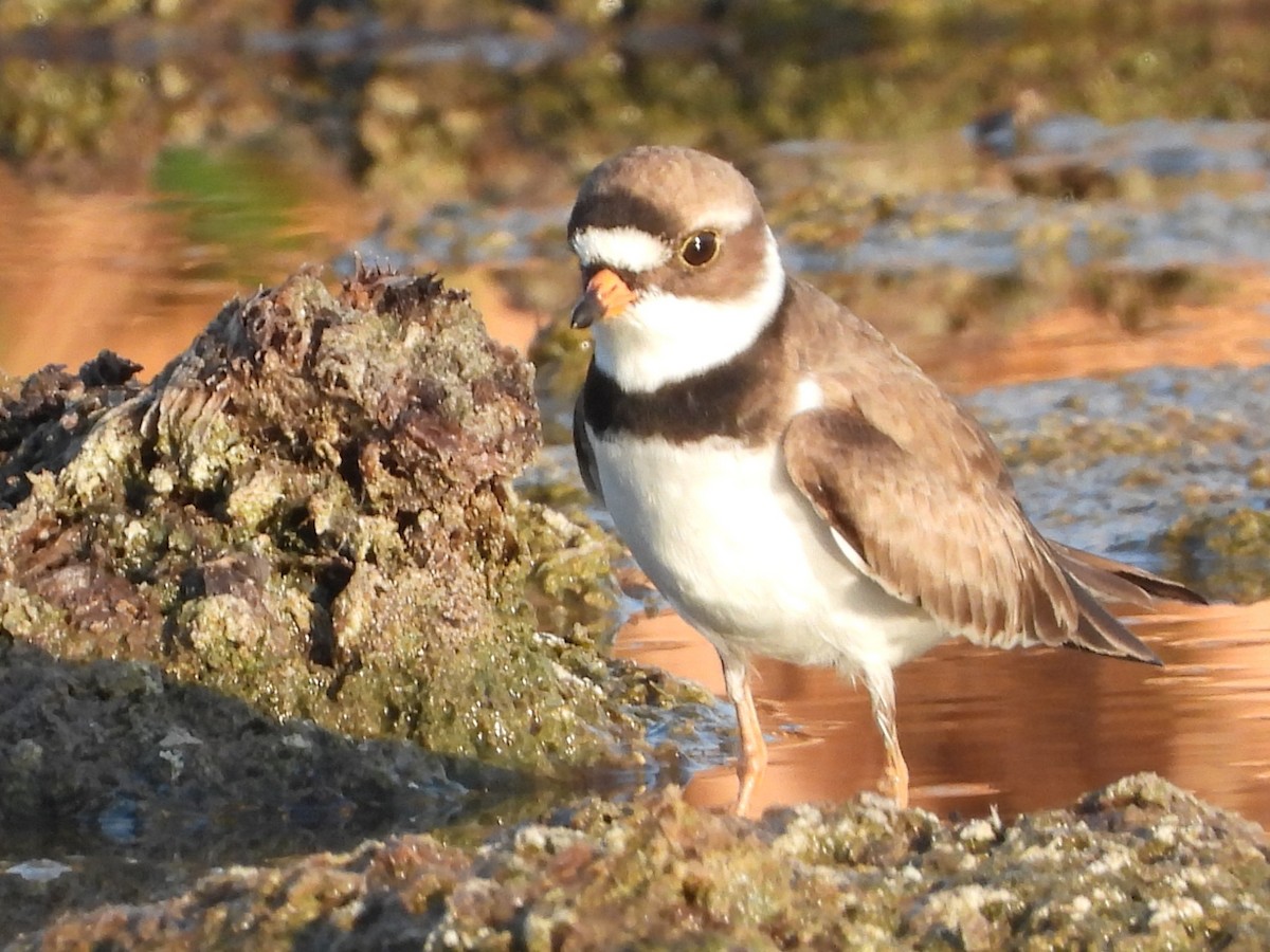 Semipalmated Plover - ML619575203