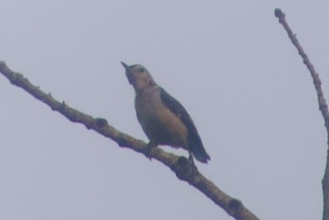 White-breasted Nuthatch - ML619575239