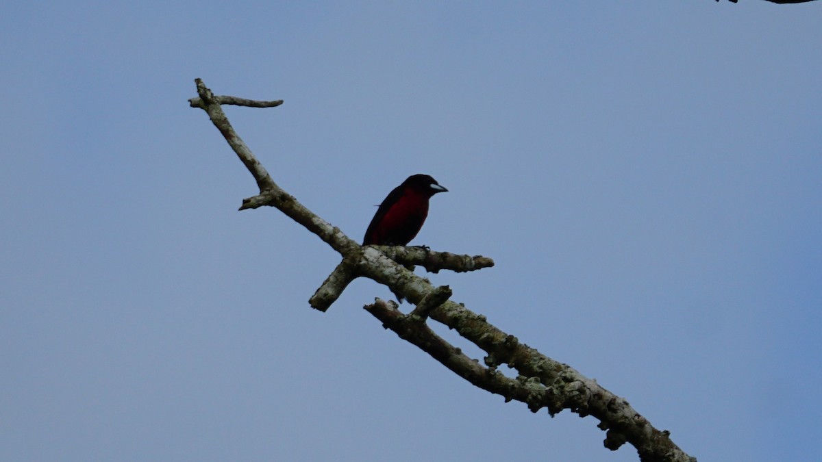 Black-bellied Tanager - ML619575244
