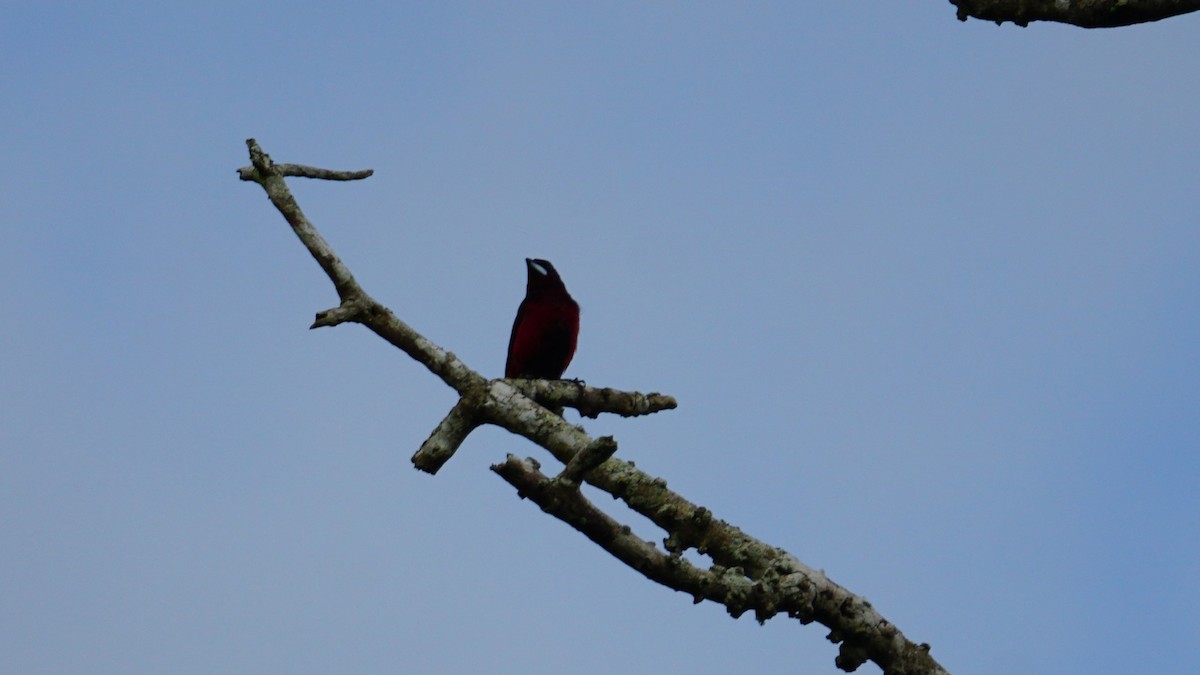 Black-bellied Tanager - ML619575245