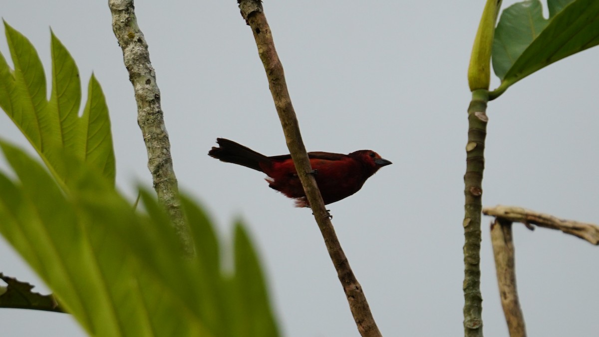 Black-bellied Tanager - ML619575248