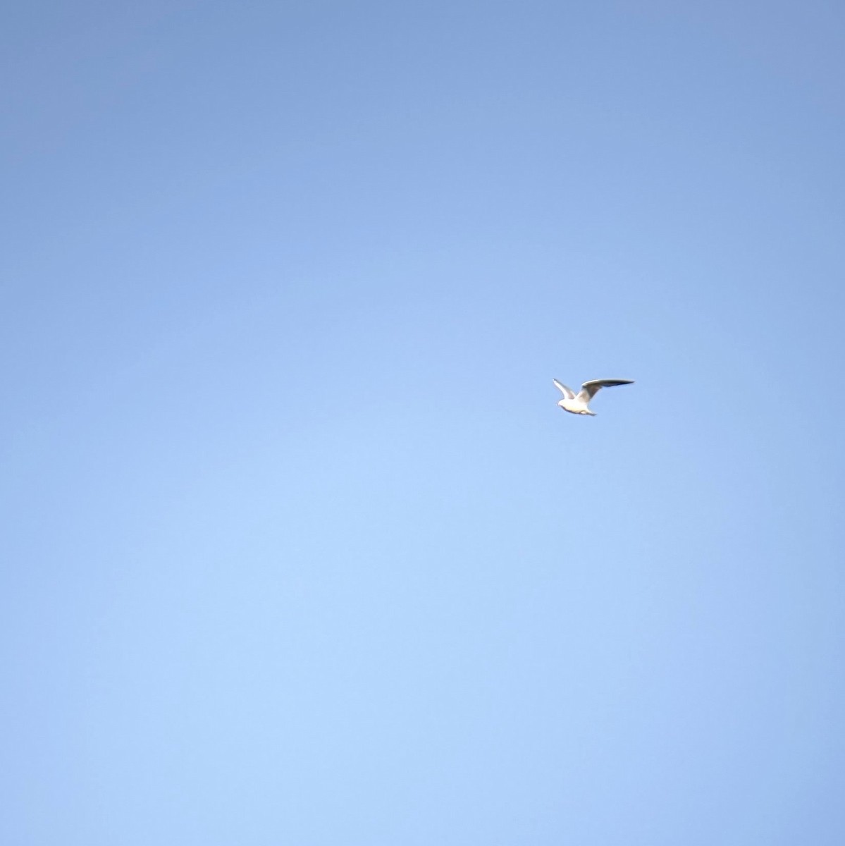 Делавэрская чайка - ML619575258