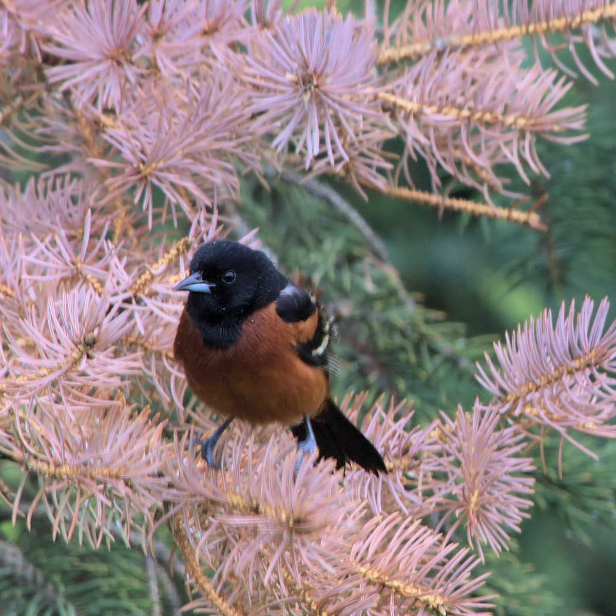 Orchard Oriole - ML619575262