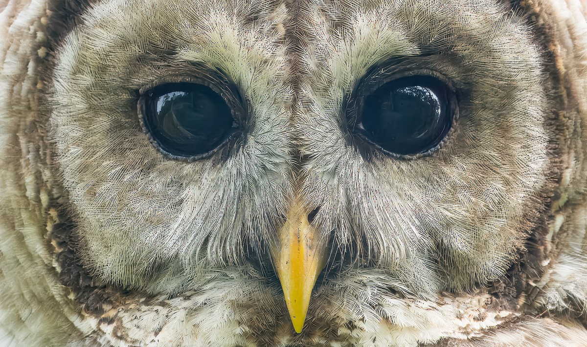 Barred Owl - ML619575304