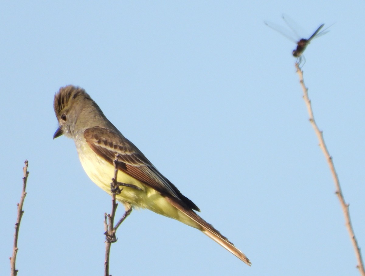 Great Crested Flycatcher - ML619575311