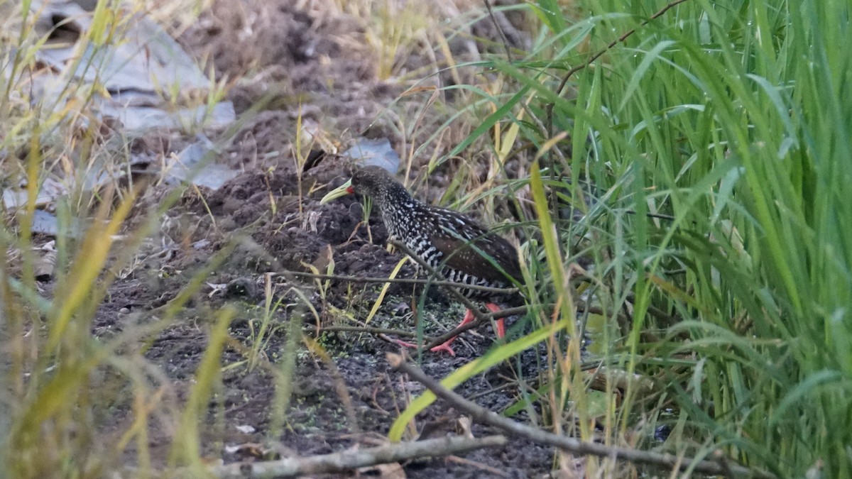Spotted Rail - ML619575329