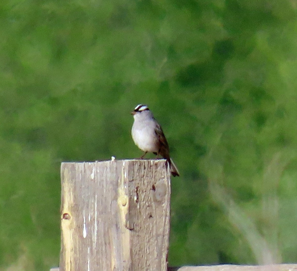 White-crowned Sparrow (oriantha) - ML619575330