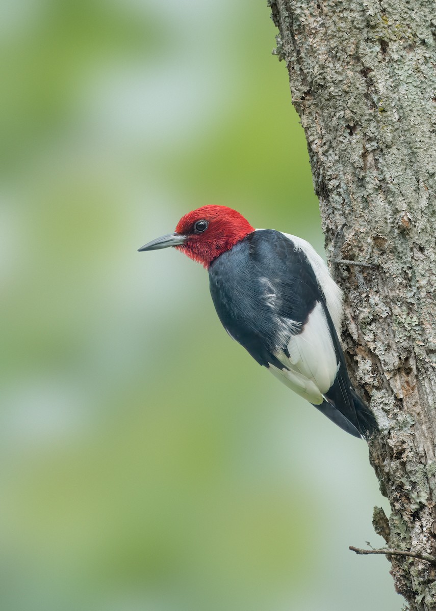 Red-headed Woodpecker - ML619575358