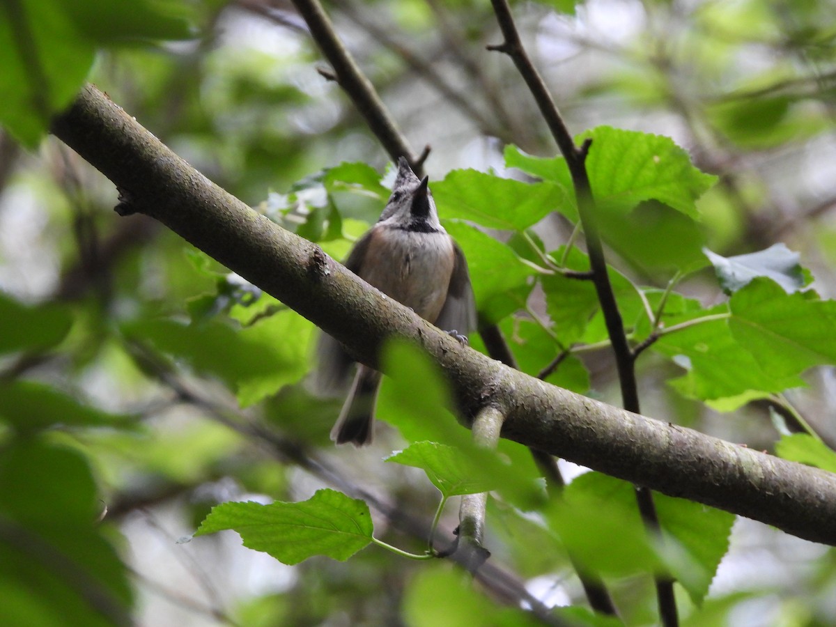 Crested Tit - ML619575415