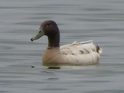 duck sp. - ML619575420