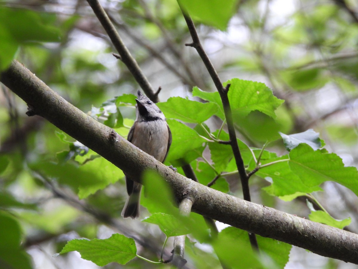 Crested Tit - ML619575454