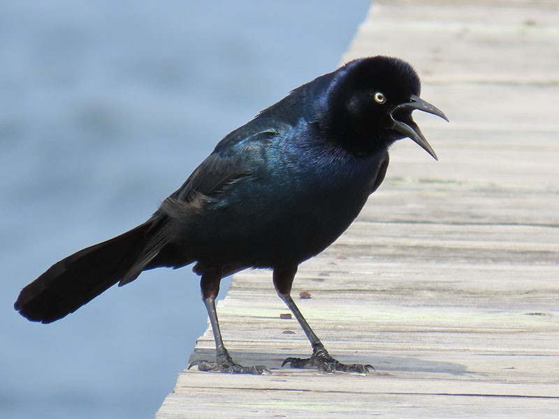 Boat-tailed Grackle - ML619575483