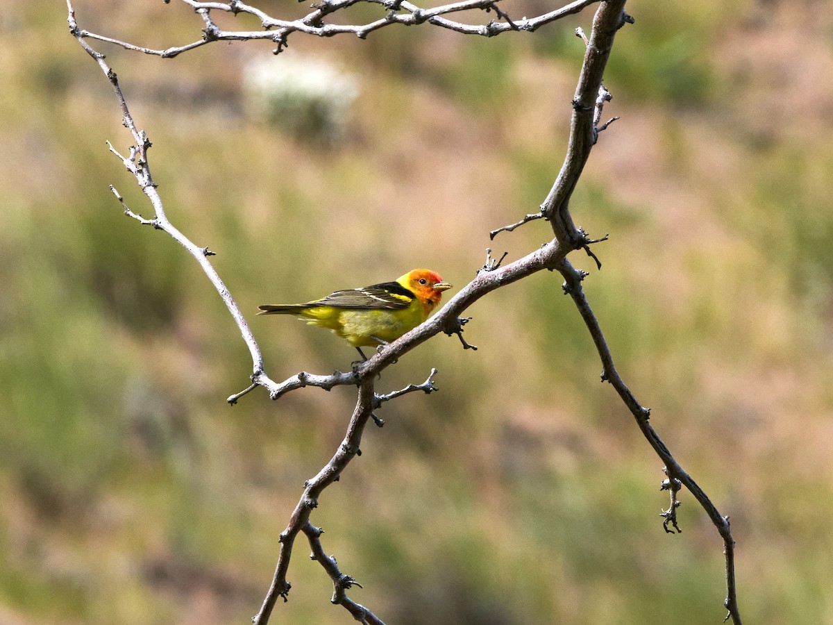 Western Tanager - ML619575496