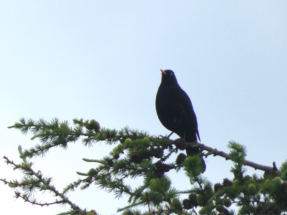 Eurasian Blackbird - ML619575583