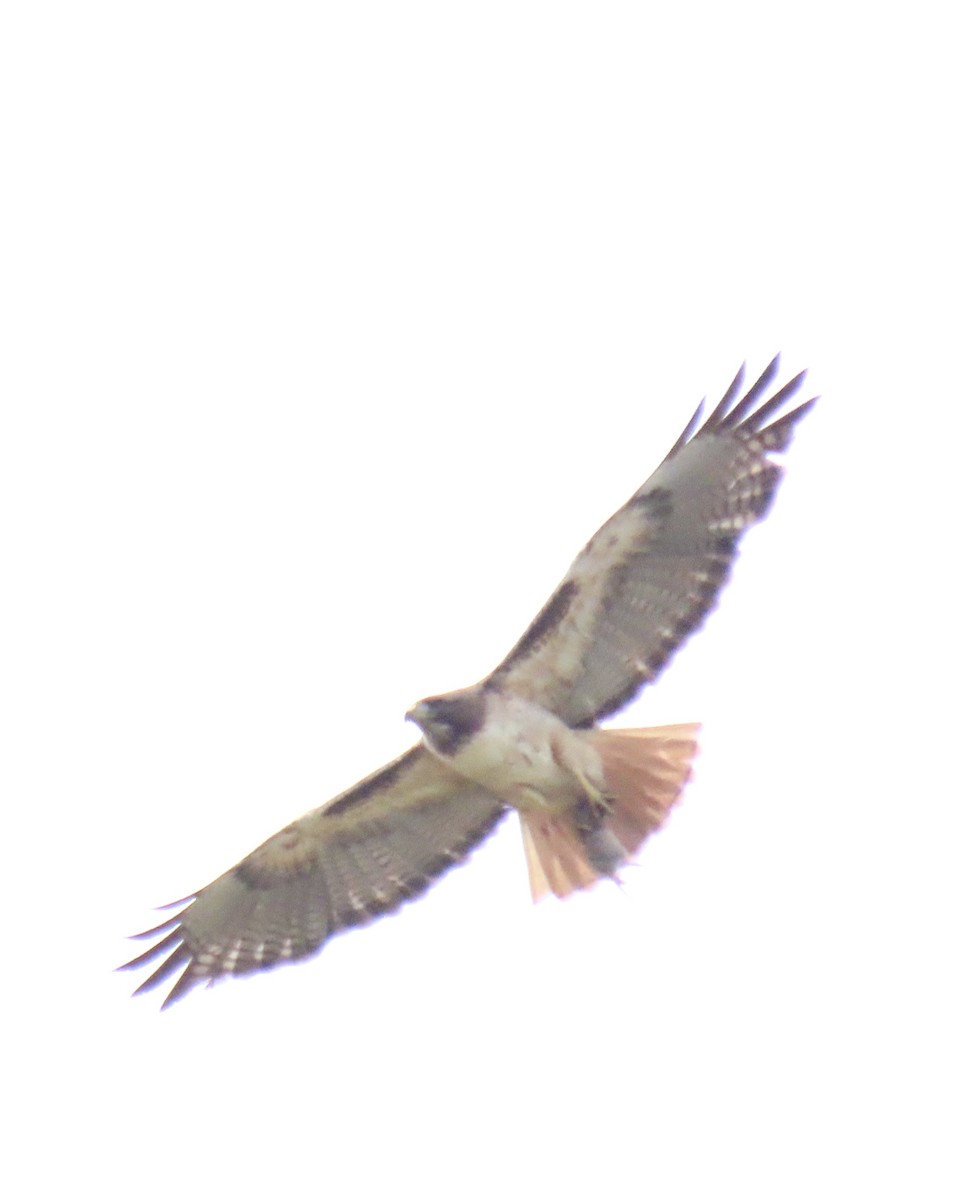 Red-tailed Hawk - ML619575643