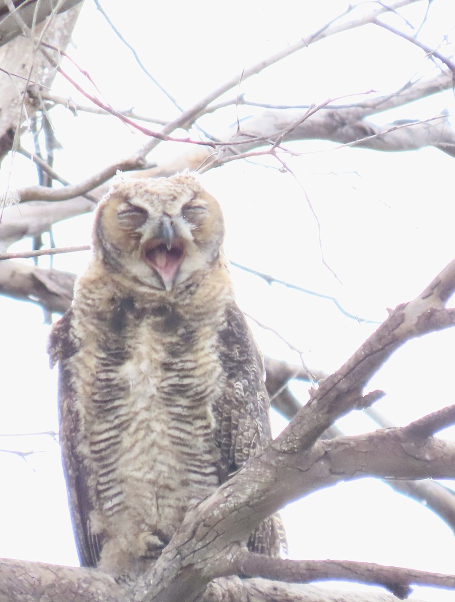 Great Horned Owl - ML619575650