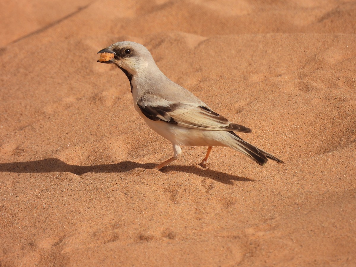 Desert Sparrow - ML619575658