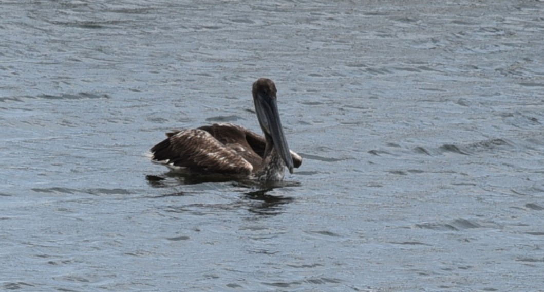 pelikán hnědý - ML619575746