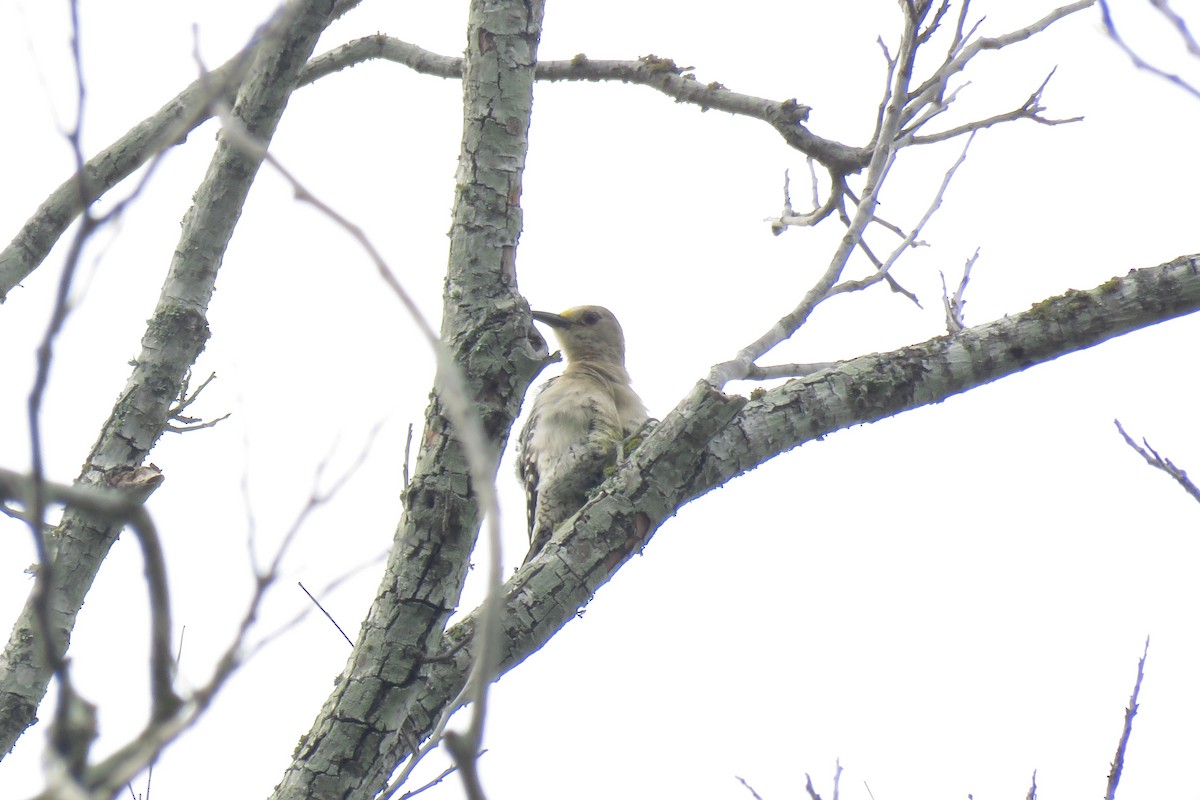 Golden-fronted Woodpecker - ML619575753
