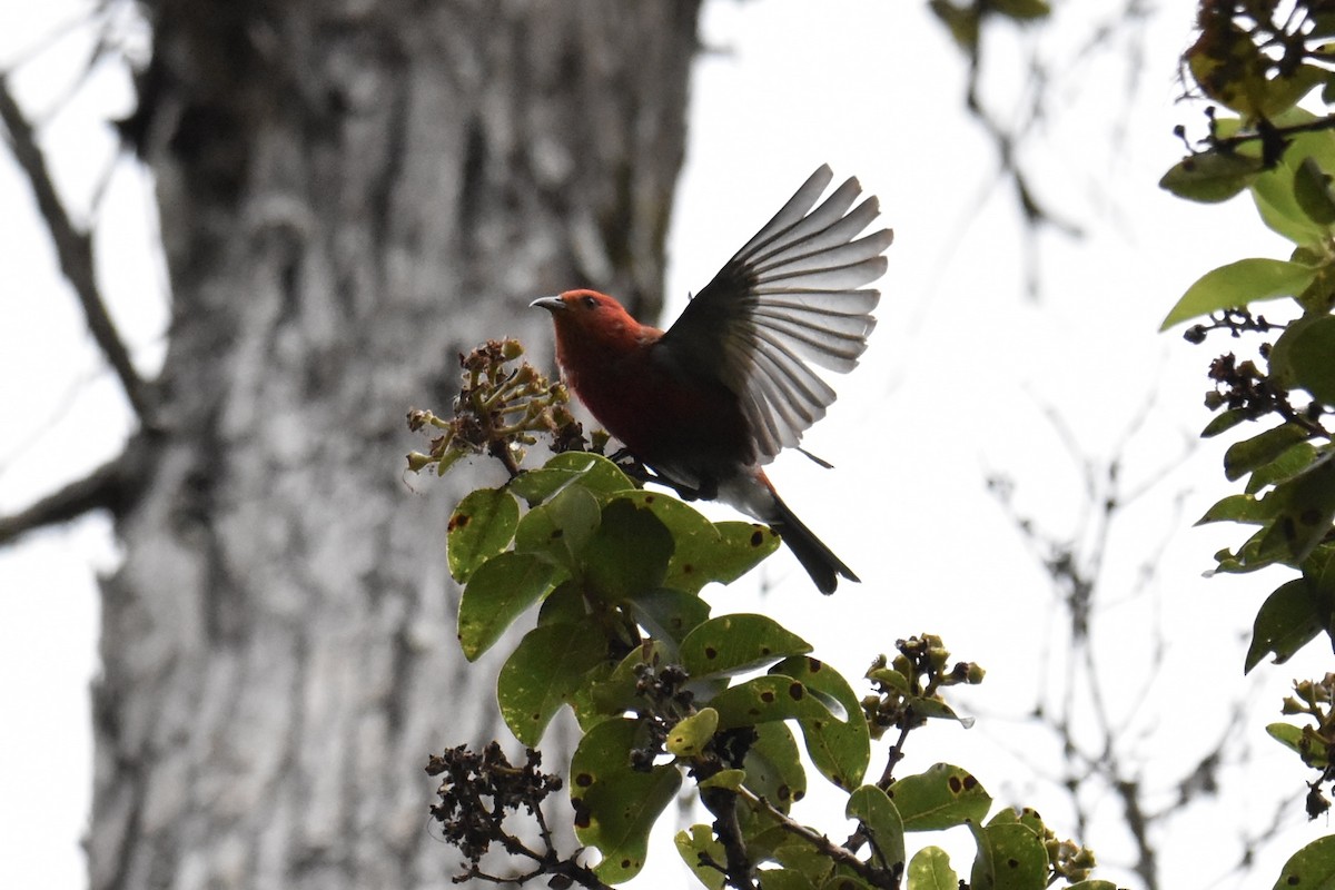 Apapanekleidervogel - ML619575819