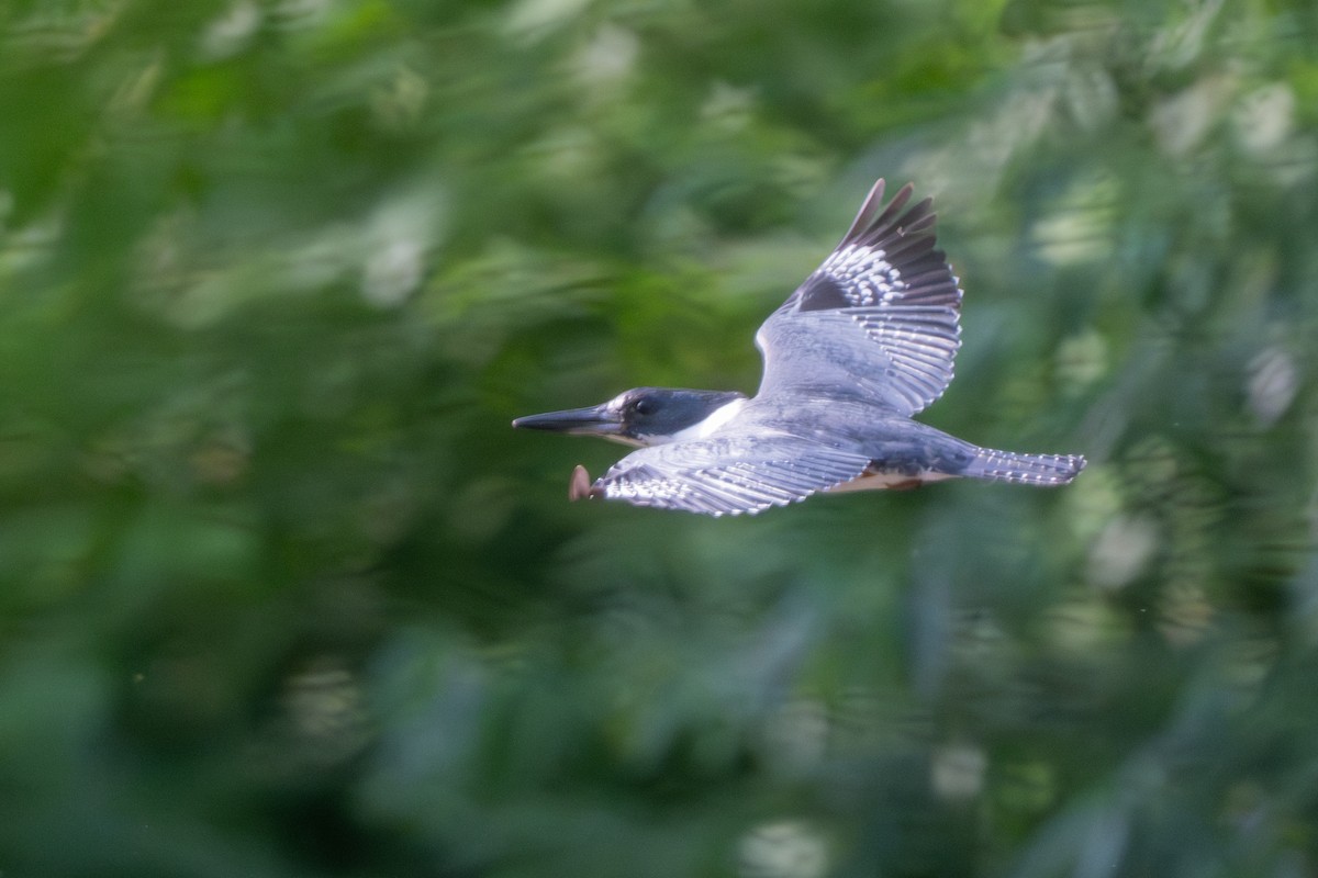Belted Kingfisher - ML619575823