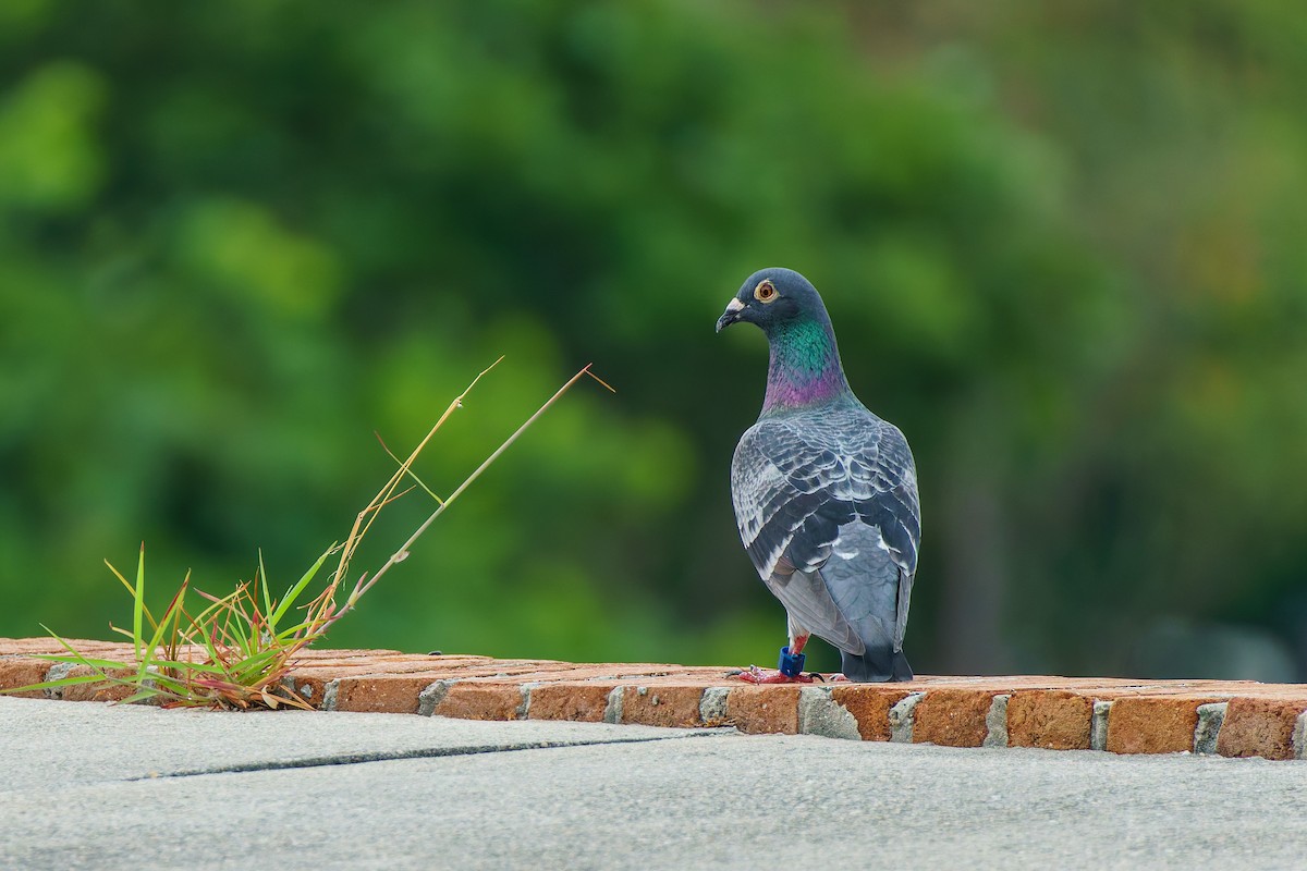 Rock Pigeon (Feral Pigeon) - ML619575848