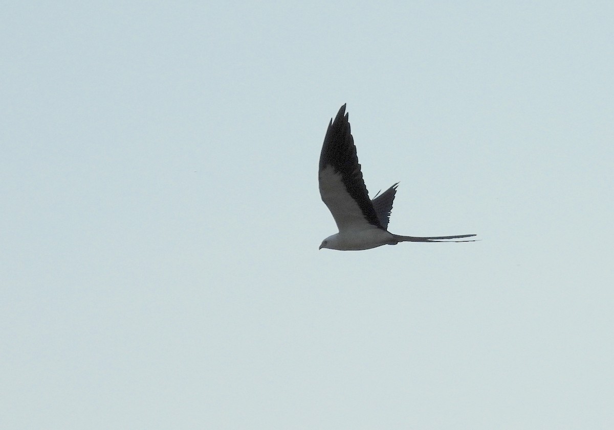 Swallow-tailed Kite - ML619575857