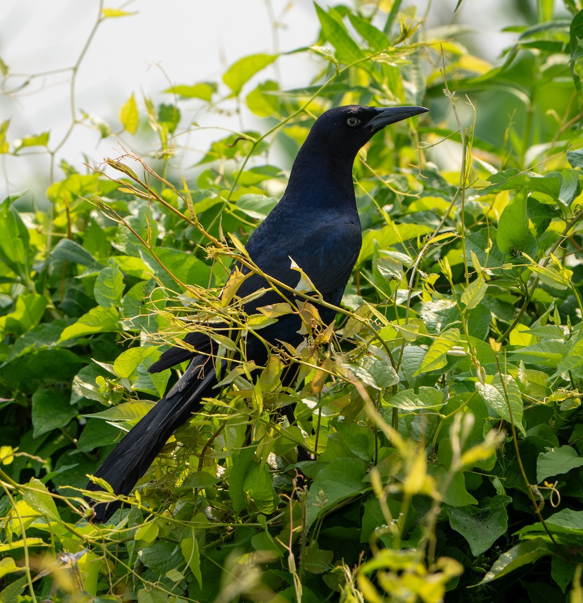Great-tailed Grackle - ML619575892