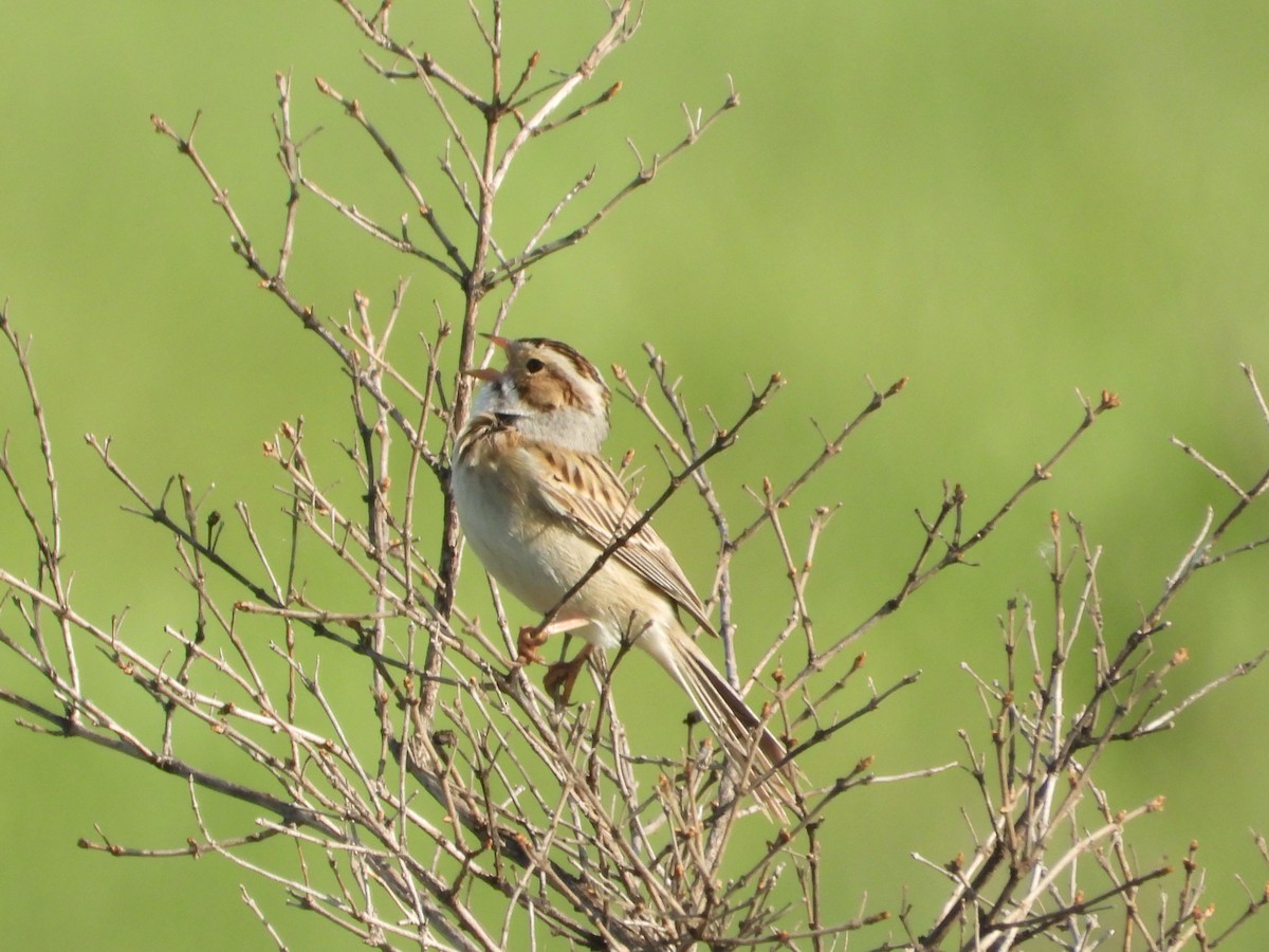 Clay-colored Sparrow - ML619575895
