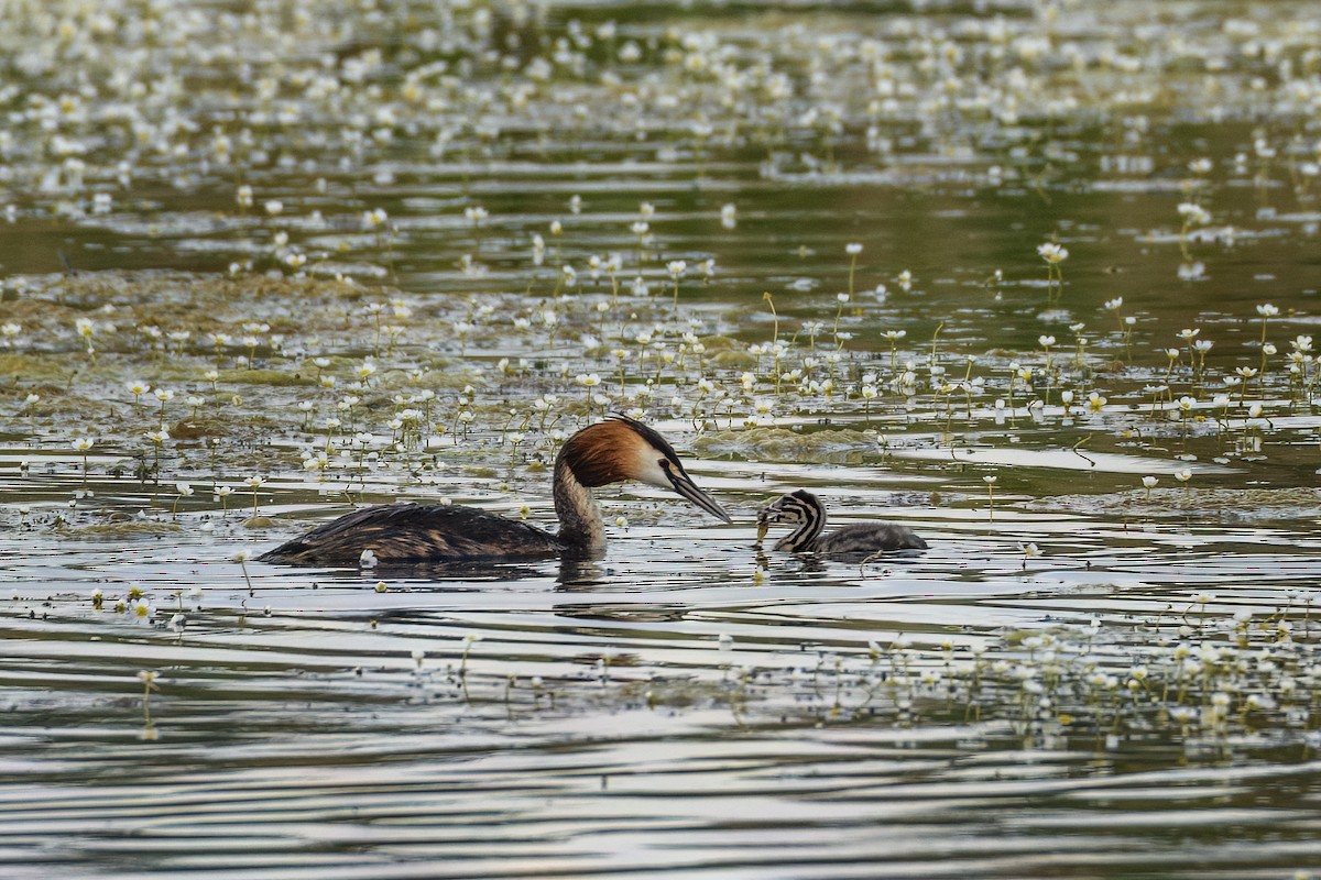 Great Crested Grebe - ML619575896