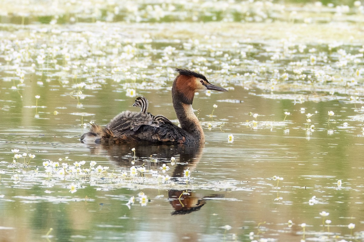 Great Crested Grebe - ML619575898