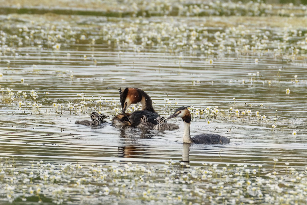 Great Crested Grebe - ML619575900