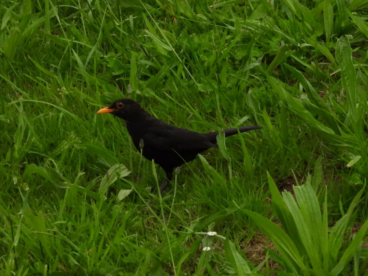 Eurasian Blackbird - ML619575901