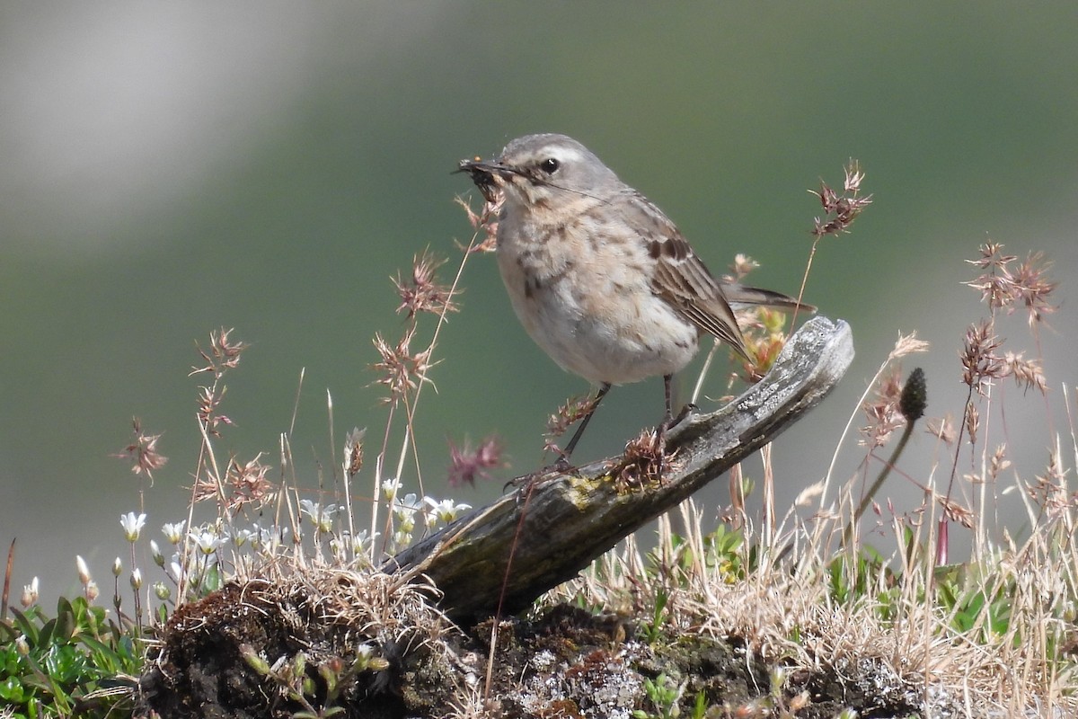 Water Pipit - ML619575911