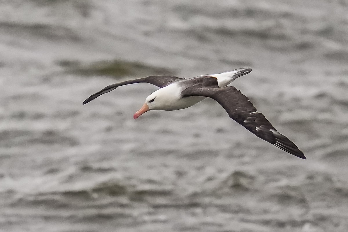 albatros černobrvý - ML619575930