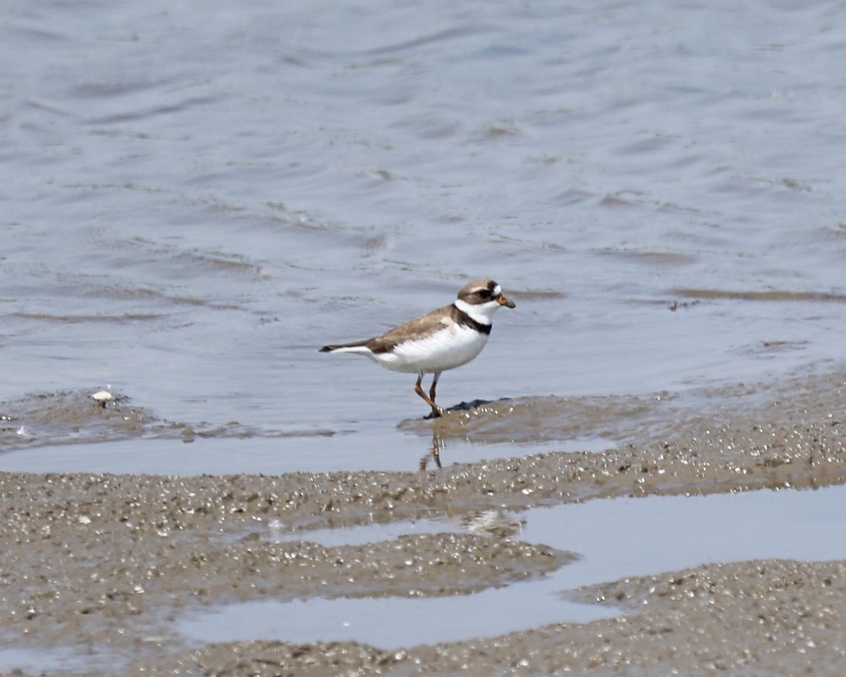 Semipalmated Plover - ML619576028