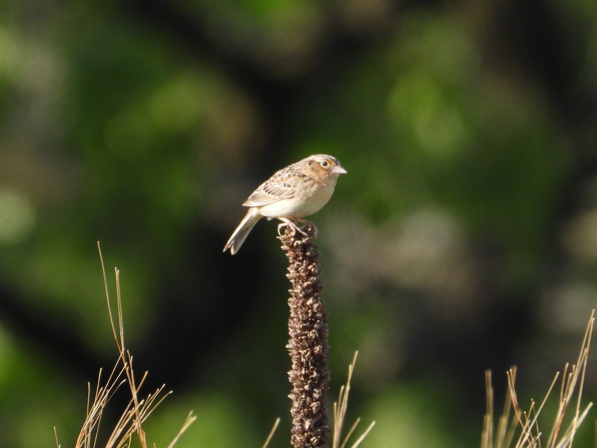 Grasshopper Sparrow - ML619576034