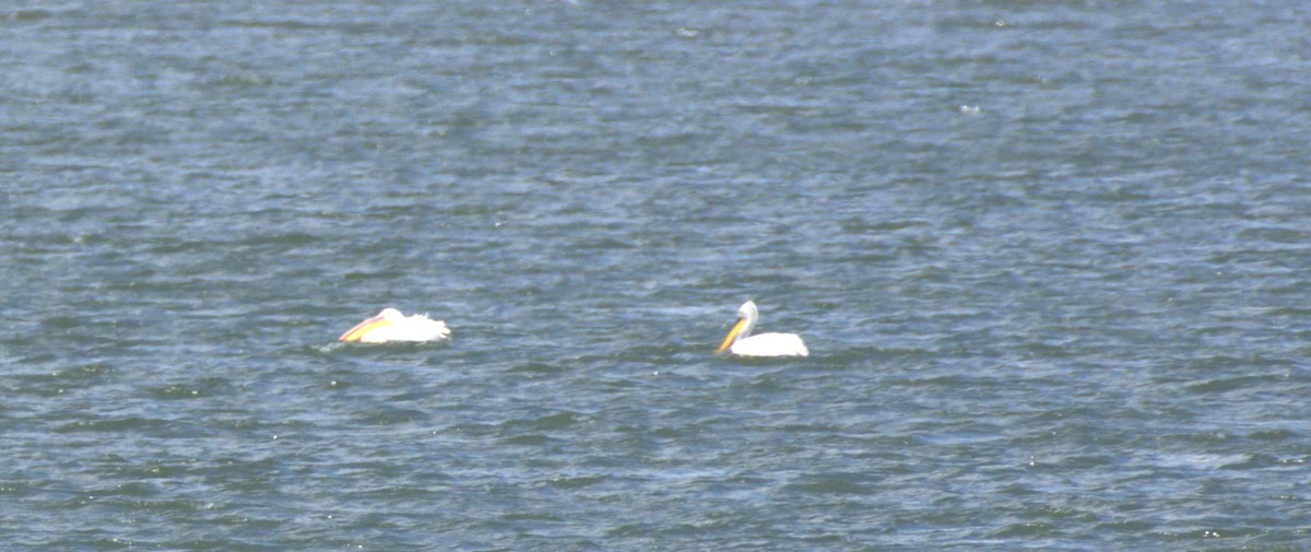 pelikán kadeřavý - ML619576051