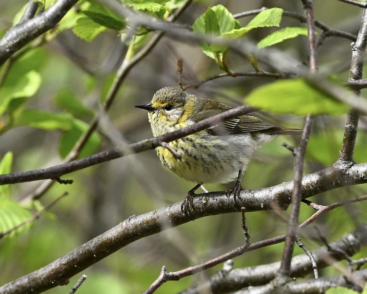 Cape May Warbler - ML619576052