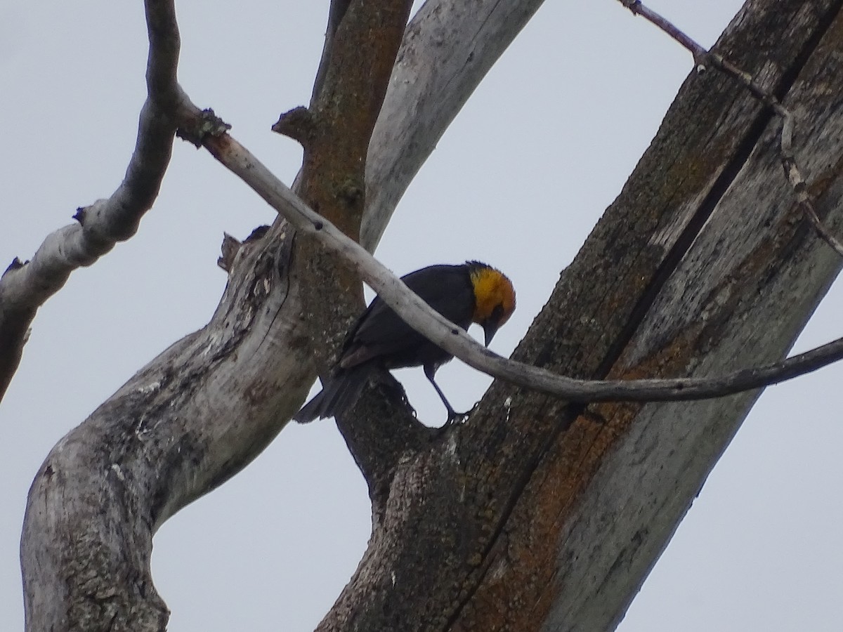 Yellow-headed Blackbird - ML619576054