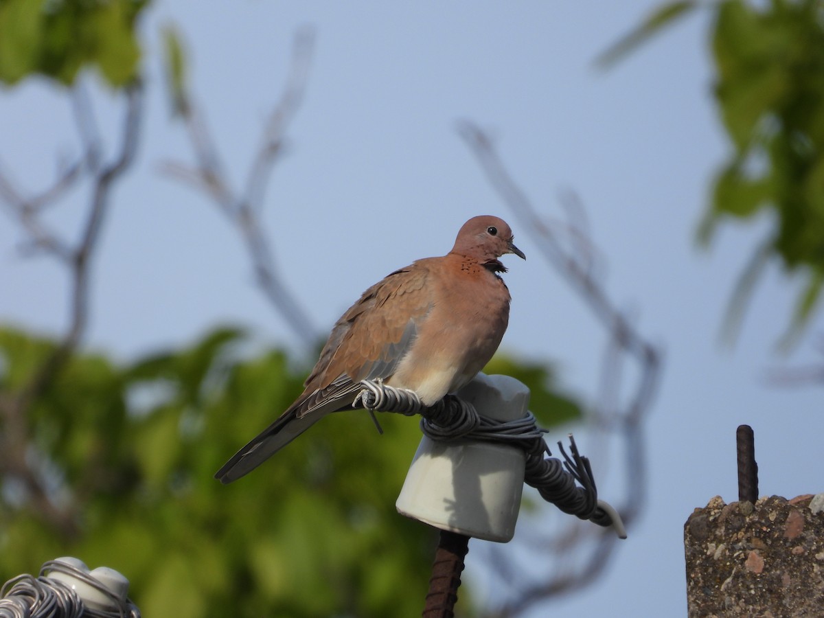 Laughing Dove - ML619576077