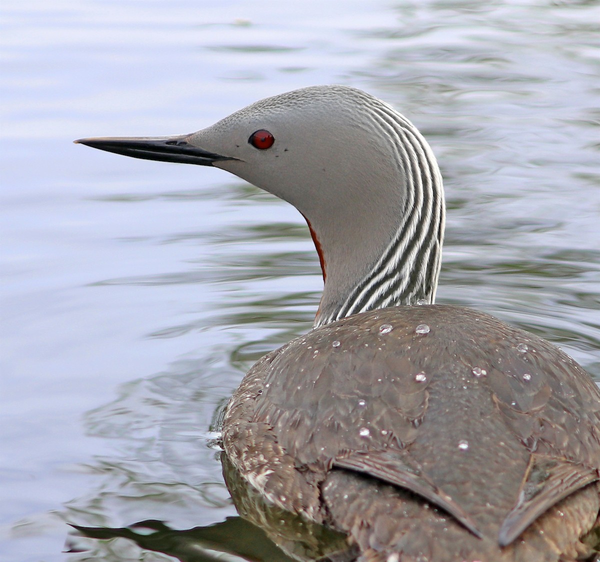 Red-throated Loon - ML619576079