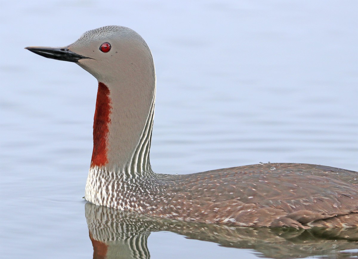 Red-throated Loon - ML619576080