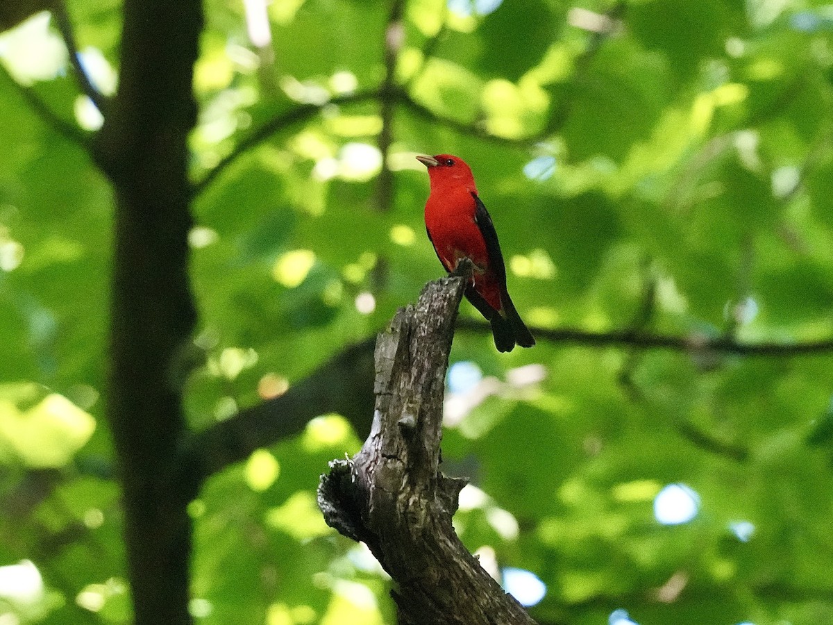 Scarlet Tanager - ML619576134