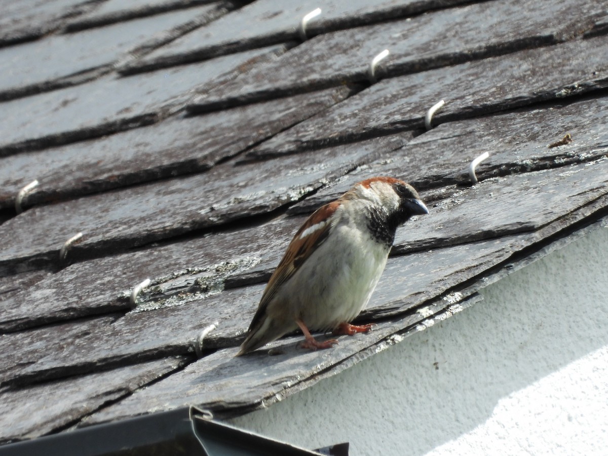 House Sparrow - ML619576159