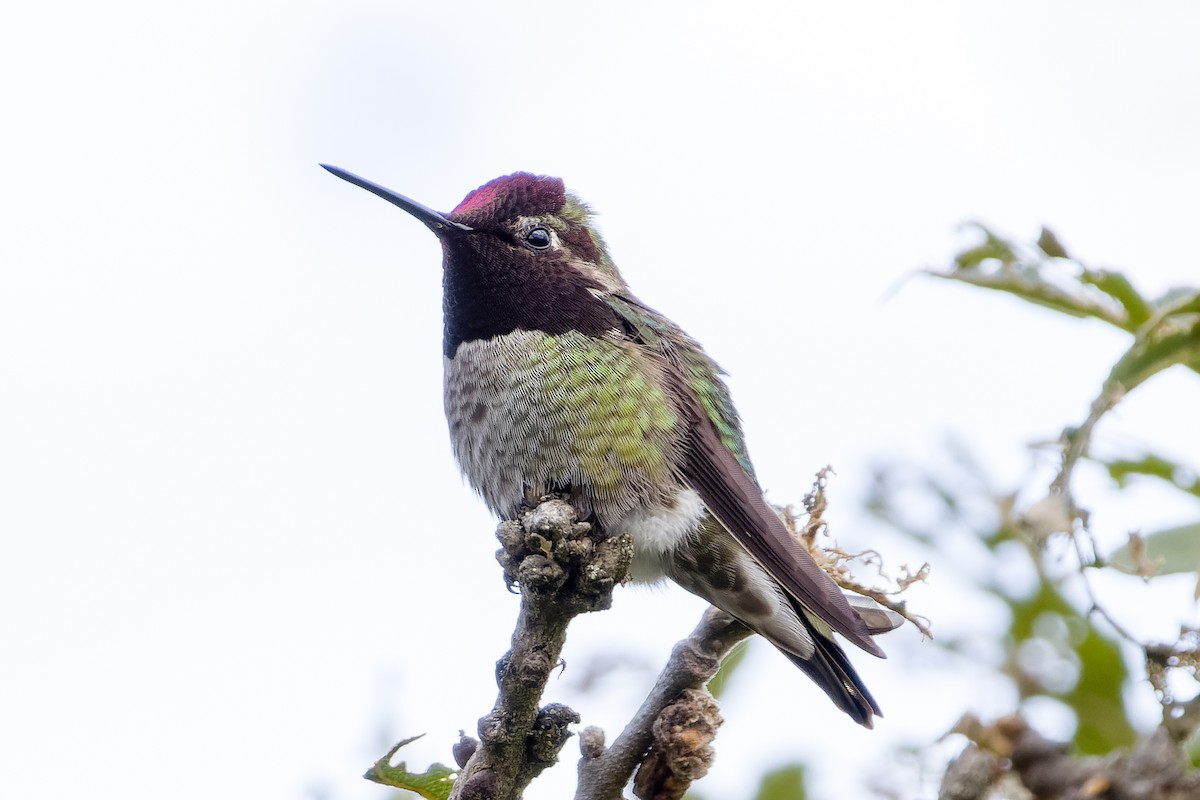 Anna's Hummingbird - ML619576241