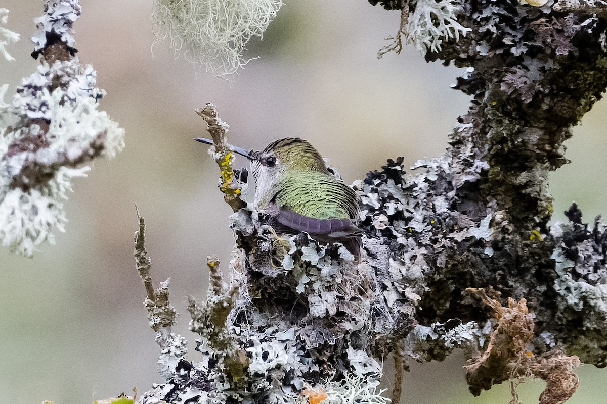 Anna's Hummingbird - ML619576242