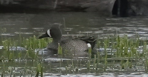 Blue-winged Teal - ML619576254